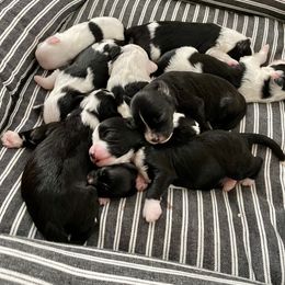 Aussiedoodle and Miniature Australian Shepherd Puppies from Biggie Ranch