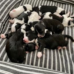 Aussiedoodle and Miniature Australian Shepherd Puppies from Biggie Ranch