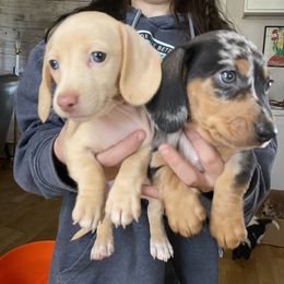 Dachshund Puppies from Yellowstone Dachshunds