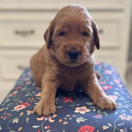 Happy (Blue) - Red  male Goldendoodle puppy in Bay City, Texas from Charming Doods Goldendoodles