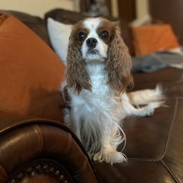 Indy - Cavalier King Charles Spaniel