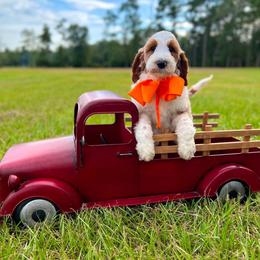 Charlie's Orange Boy - Parti male Goldendoodle puppy in Kountze, Texas from Texas Doodles LLC