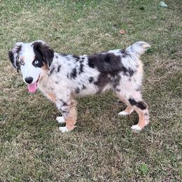 Boy 1 - Blue merle male Toy Australian Shepherd puppy in Hokes Bluff, Alabama from Alegria Toy Aussies
