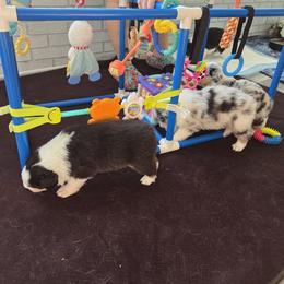 Australian Shepherd and Chow Chow Puppies from Calypso Chow Chows and Australian Shepherds