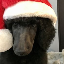 Poodle Puppies from Rosebud Standard Poodles