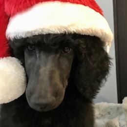 Poodle Puppies from Rosebud Standard Poodles