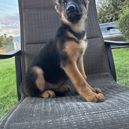 Danika - Black and red female German Shepherd puppy in Whitewater, California from Vom Haus Metzler Shepherds