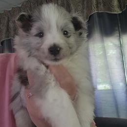 Petey - Blue merle and white male Shetland Sheepdog puppy in Weedsport, New York from M&M Shelties and Smooch-A-Bulls English Bulldogs