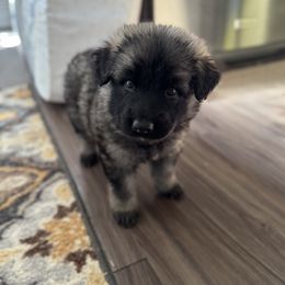 Purple collar - Black and beige female Shiloh Shepherd puppy in Watchung, New Jersey from Blue Moon Shilohs