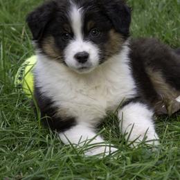 Australian Shepherd Puppies from Dovehawk Australian Shepherds