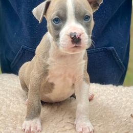 Valentine - Blue brindle male American Staffordshire Terrier puppy in Monroe, Georgia from Irresistibull Staffords