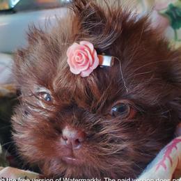 Shih Tzu puppies from Prairie Fen Farm