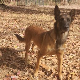 Belgian Malinois and Dutch Shepherds from Torgun Police Dogs