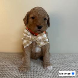 Mistletoe - Red  male Goldendoodle puppy in Crothersville, Indiana from Wischmeier’s Doodles