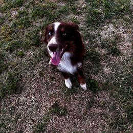 Apollo - Australian Shepherd