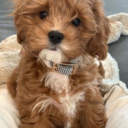 Cavapoo All Grown Up from Cavapoos R4 Cuddles
