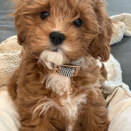 Cavapoo All Grown Up from Cavapoos R4 Cuddles