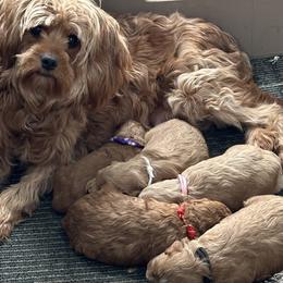 Sandy - Cavapoo
