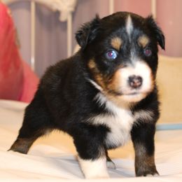 Bonnie BTF  blue eyes - Black tri-color female Australian Shepherd puppy in Cookeville, Tennessee from Spring Creek Aussies