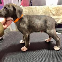 Mountain Cur Puppies from Walnut Ridge Mountain Curs