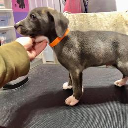 Mountain Cur Puppies from Walnut Ridge Mountain Curs