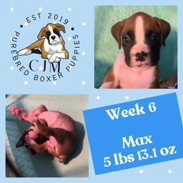 Max - Fawn Boxer puppy in Jupiter, Florida from CJM Boston and Boxer Puppies