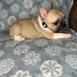 Boy 2 - French Bulldog puppy in The Dalles, Oregon from RC French Bulldogs