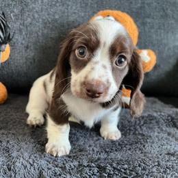 Chloe Pecan - Piebald female Dachshund puppy in Ocala, Florida from Weenie Boops