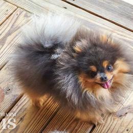 Goose - Pomeranian