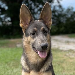 Denali - German Shepherd