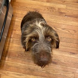 Ziggy - German Wirehaired Pointer