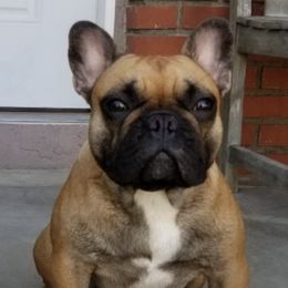 French Bulldogs from Elizabeth's Frenchies