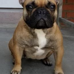 French Bulldogs from Elizabeth's Frenchies