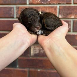 Gale - Brown and white female Bernedoodle puppy in Owasso, Oklahoma from Kallams Bernedoodles & Bernese Mountain Dogs