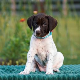 Pearl - Liver and white female German Shorthaired Pointer puppy in Chocowinity, North Carolina from Foxtail Hollow