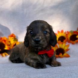 Zion - Brindle male Dachshund puppy in Michigan from Hidden Haven Dachshunds