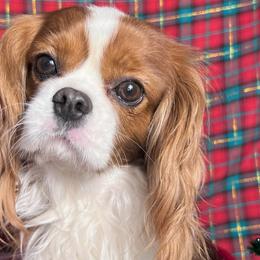 Big D - Cavalier King Charles Spaniel