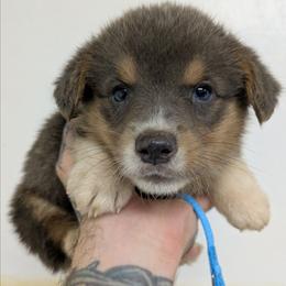 Boy 3 - Blue male Pembroke Welsh Corgi puppy in Lufkin, Texas from Wartooth Cowdogs