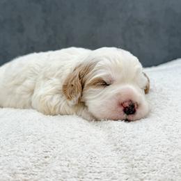 McQueen - Caramel male Australian Labradoodle puppy in Denton, Texas from Liberty Hill Labradoodles