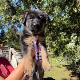 Purple - Black and red female German Shepherd puppy in Holden, Missouri from Vacker Warin Engel