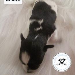 Miniature Schnauzer Puppies from Little Schnauzer Paws