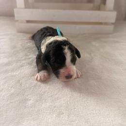Twix - Tri-color female Bernedoodle puppy in Luana, Iowa from Country View Bernedoodles and Goldendoodles