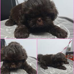 Girl 1 - Chocolate female Shih Tzu puppy in Houston, Texas from Shih Tzu Houston