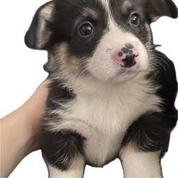 Crackle - Black and white male American Corgi puppy in Hueytown, Alabama from AAA Corgis
