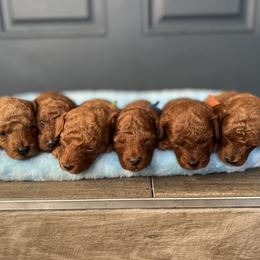 Poodle Puppies from Sakura Poodles