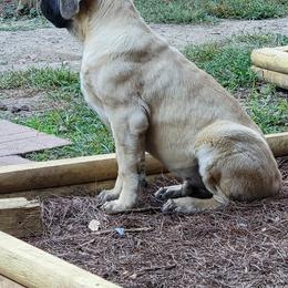 Mastiff Puppies from Stoneheart Mastiffs