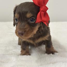 Selene - Chocolate girl Long Hair - Chocolate and tan female Dachshund puppy in Lakeland, Florida from Elite Doxies Florida