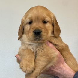 Alder - Dark golden Golden Retriever puppy in Roseburg, Oregon from Elevation Retrievers