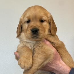 Alder - Dark golden Golden Retriever puppy in Roseburg, Oregon from Elevation Retrievers
