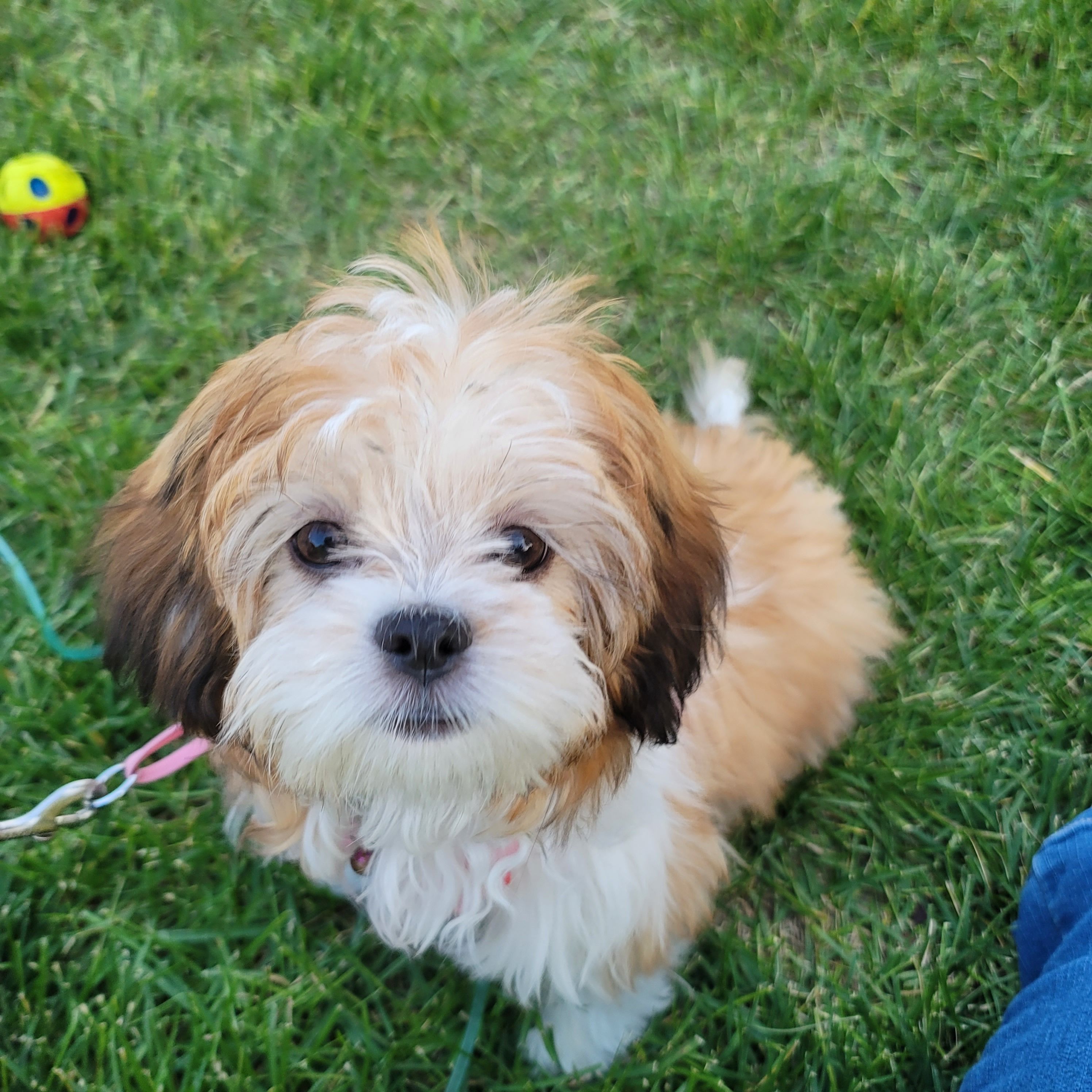 Pulley Puppies in Utah | Cavatzu puppies | Good Dog